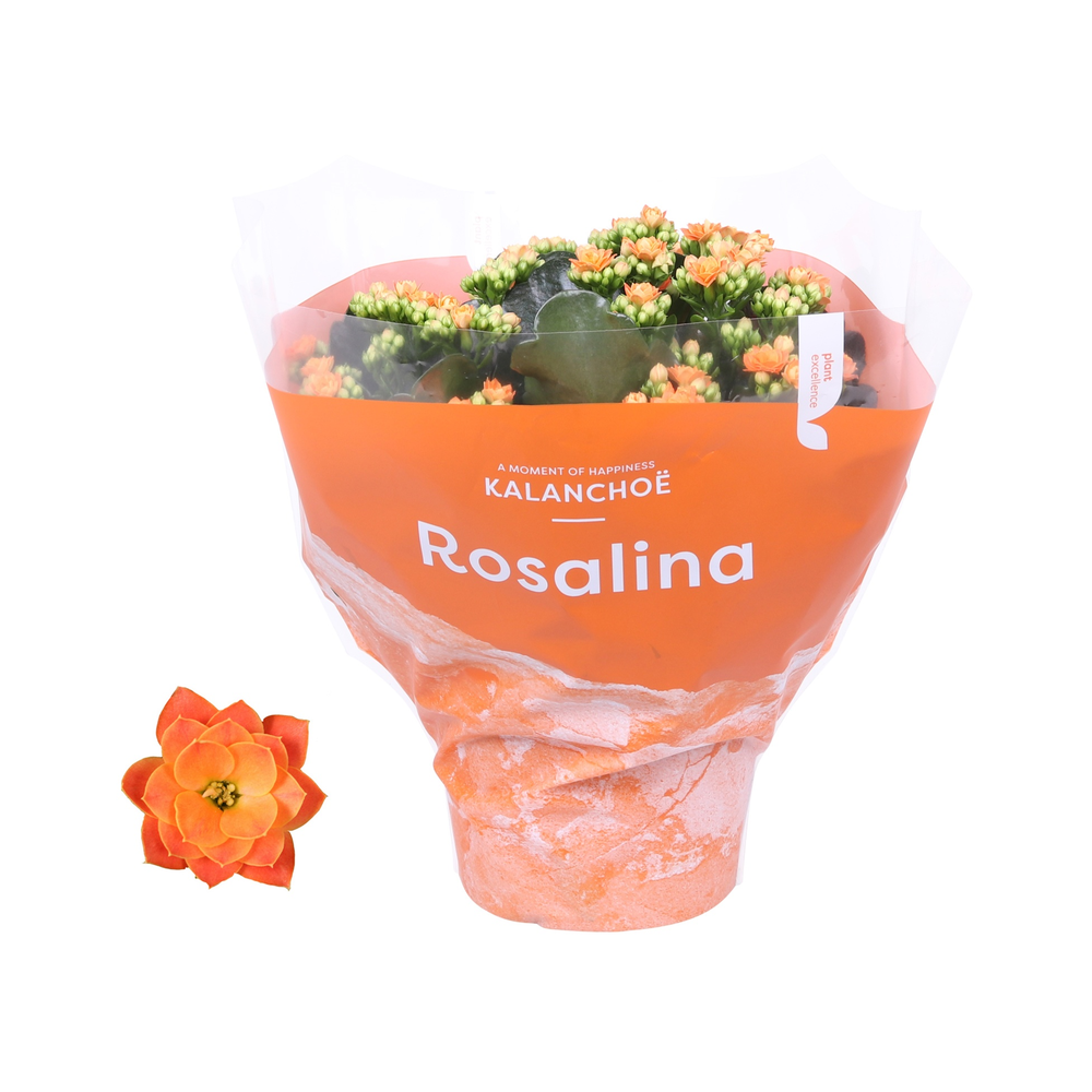 Kalanchoe Rosalina 15cm TST Don Pedro, Oranje hoes.