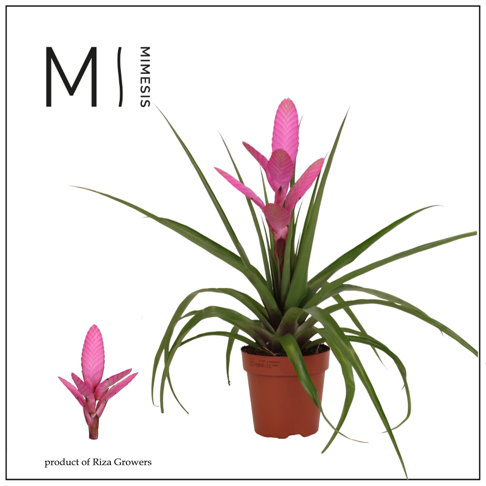 Mimesis Tillandsia Antonio - 12 cm.