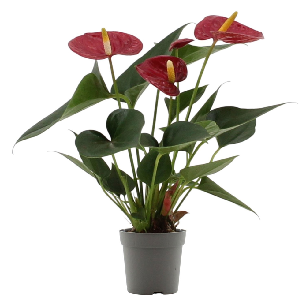 Anthurium Diamond Red in transparant sleeve.