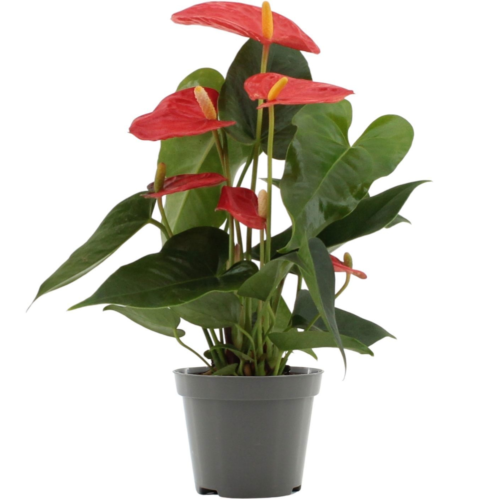 Anthurium Solara in transparant sleeve.
