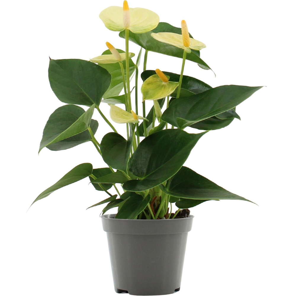 Anthurium Vanilla in transparant sleeve.