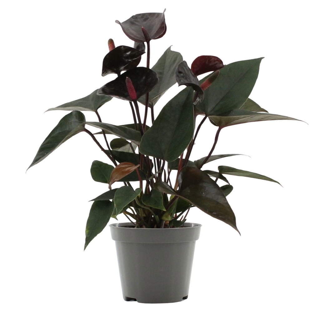 Anthurium Black Love in transparant sleeve.