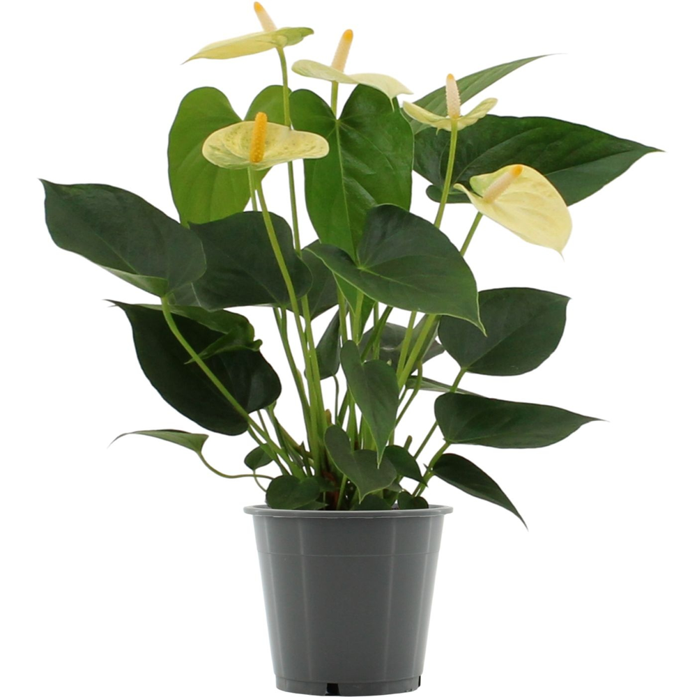 Anthurium Vanilla in in transparant sleeve.