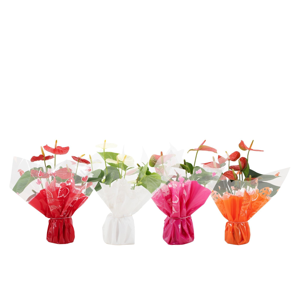 Anthurium 4 color mix in Rondello Clemence.