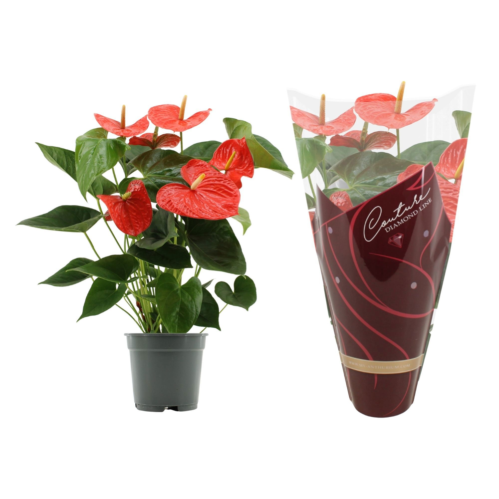 Anthurium Delicia in Couture Diamond sleeve.
