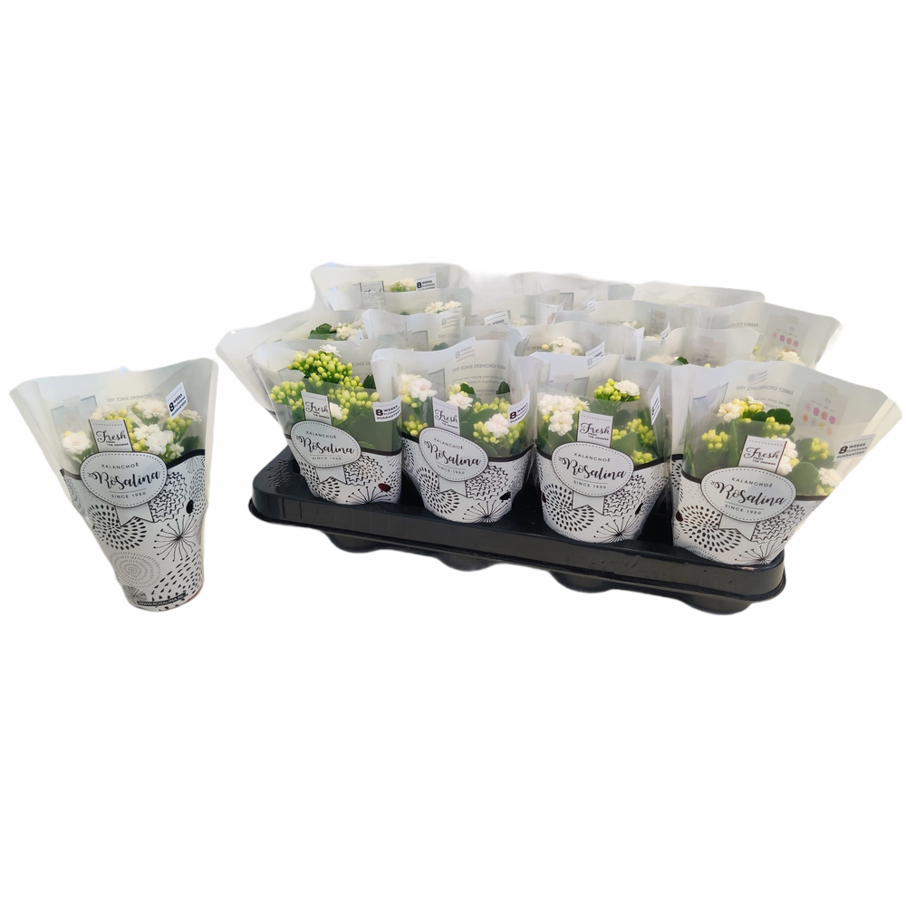 Philodendron brasil.