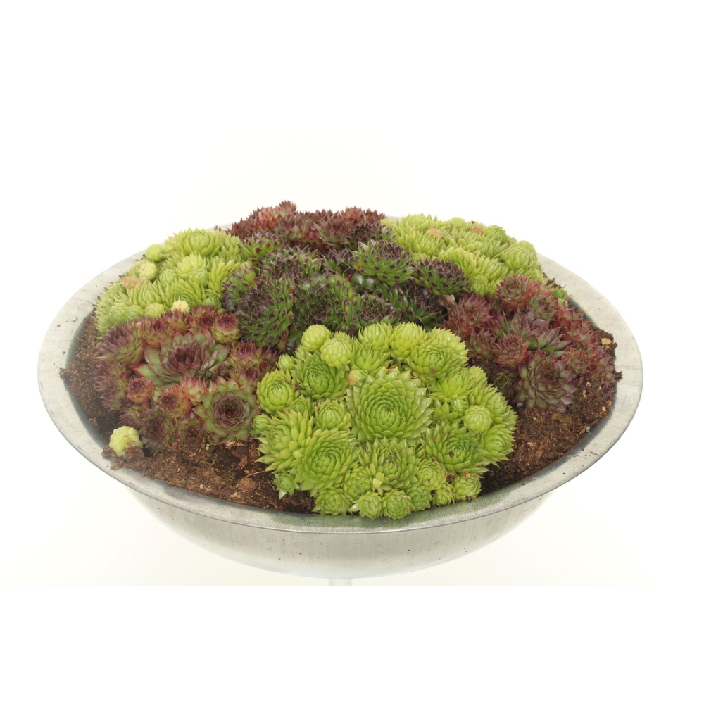Sempervivum/Sedum gemengd.
