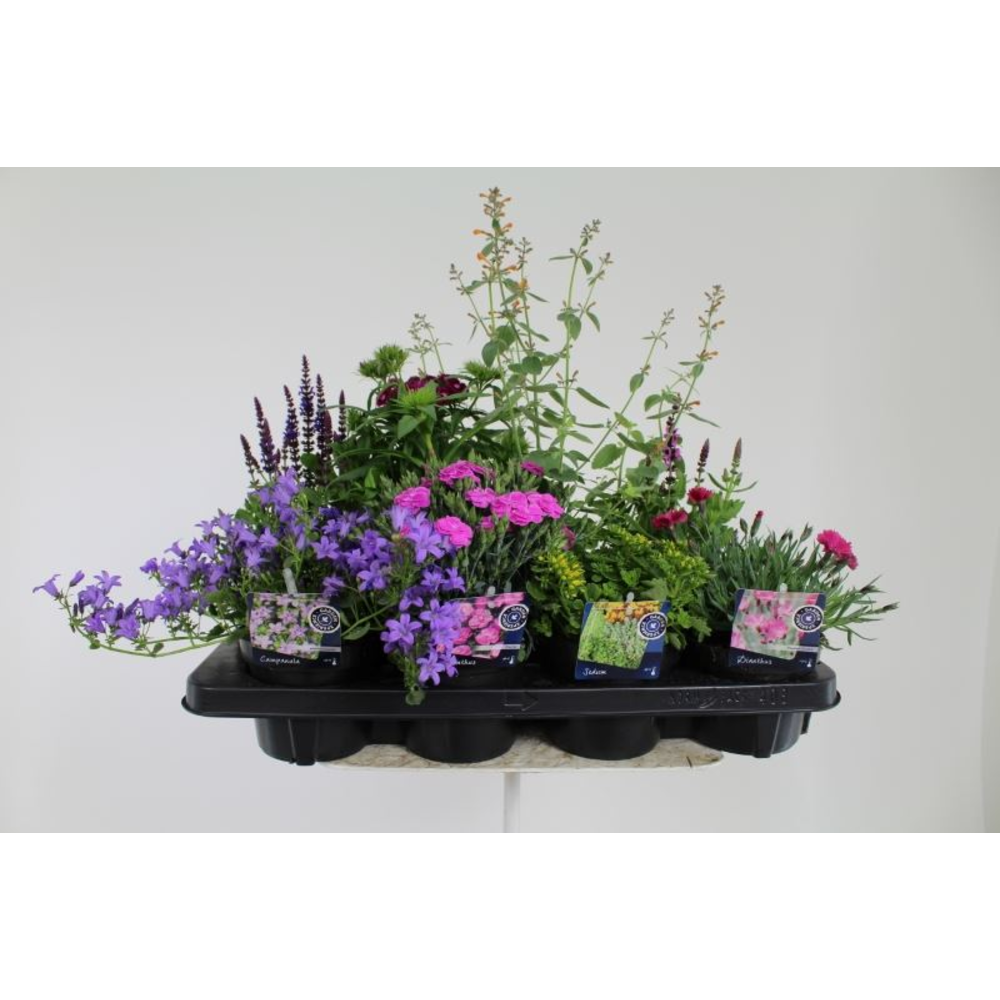 Vaste planten mix laag.