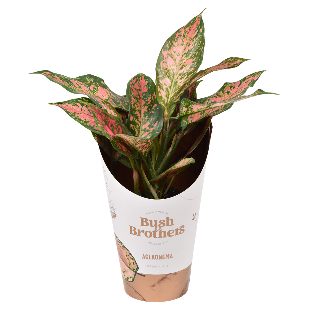 Aglaonema Point Star.