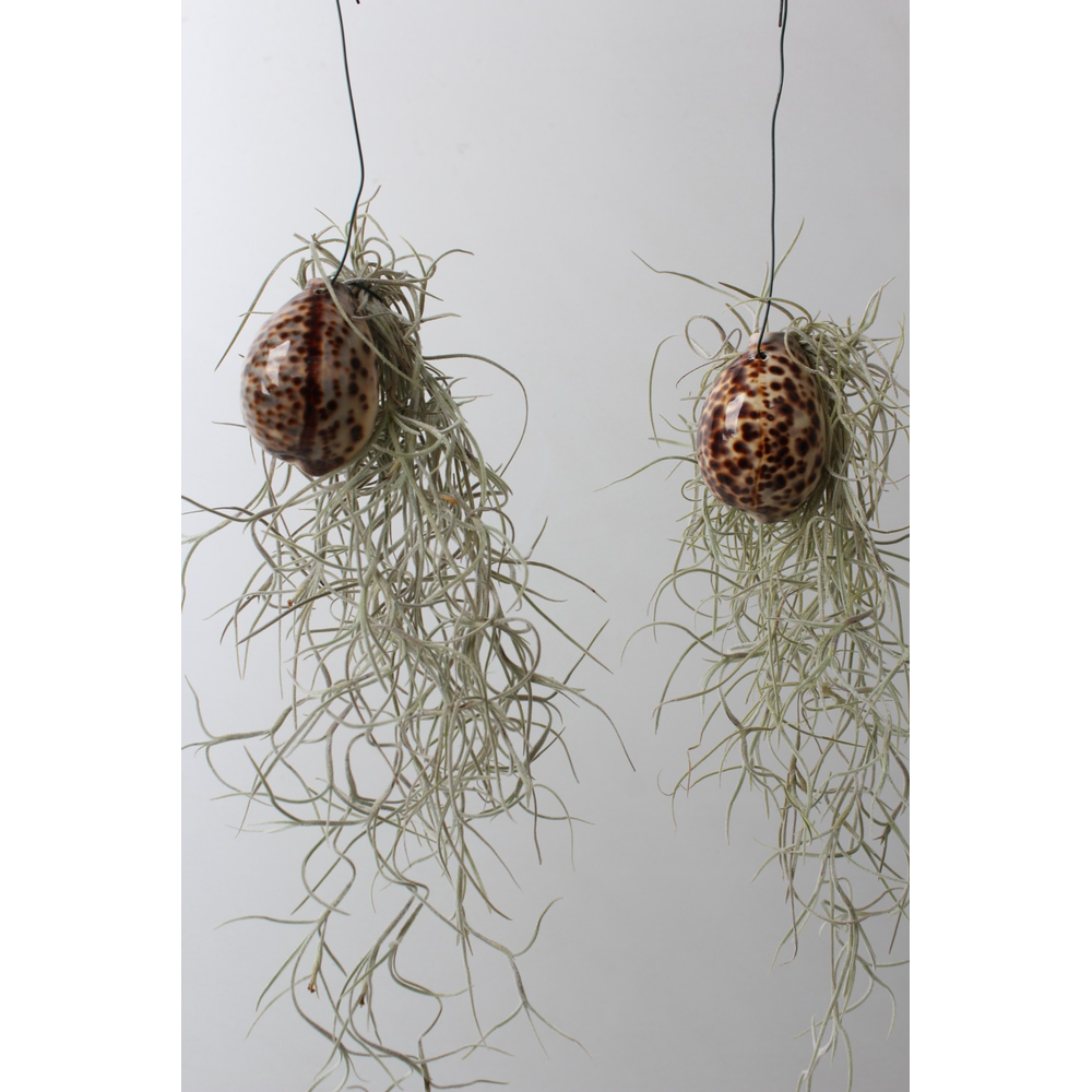 Tillandsia Tigris schelp.