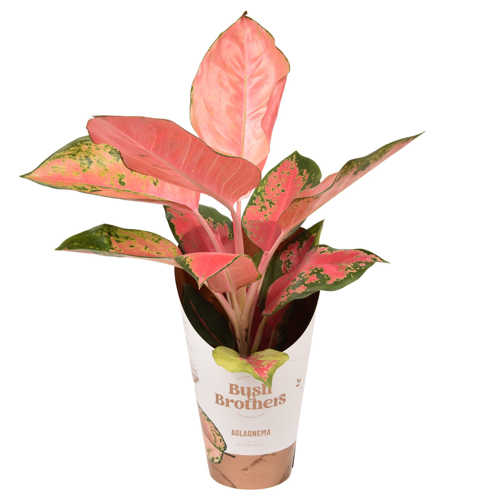 Aglaonema Orange Star.