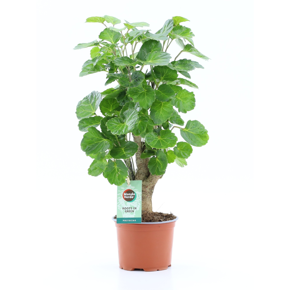 Polyscias Green Lemon.