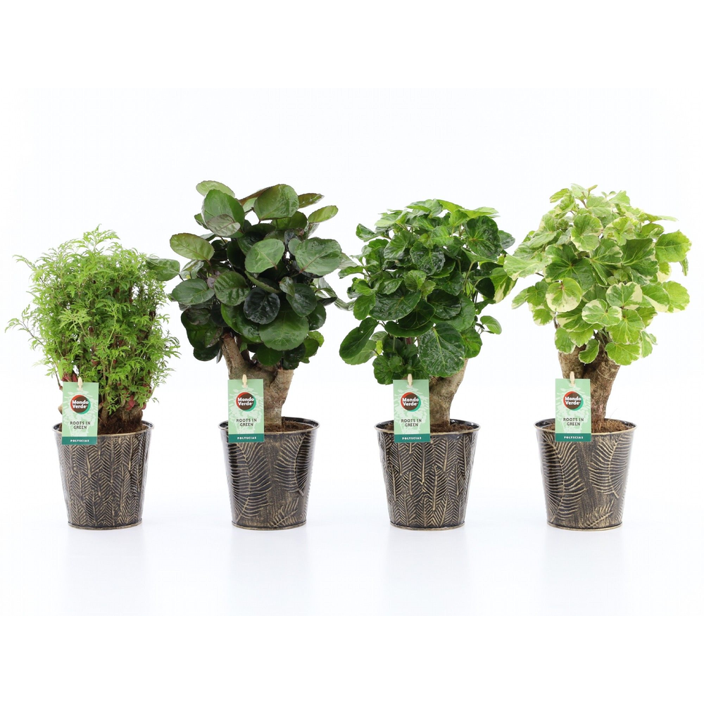 Polyscias Mix 12cm in Iron-Leaf.