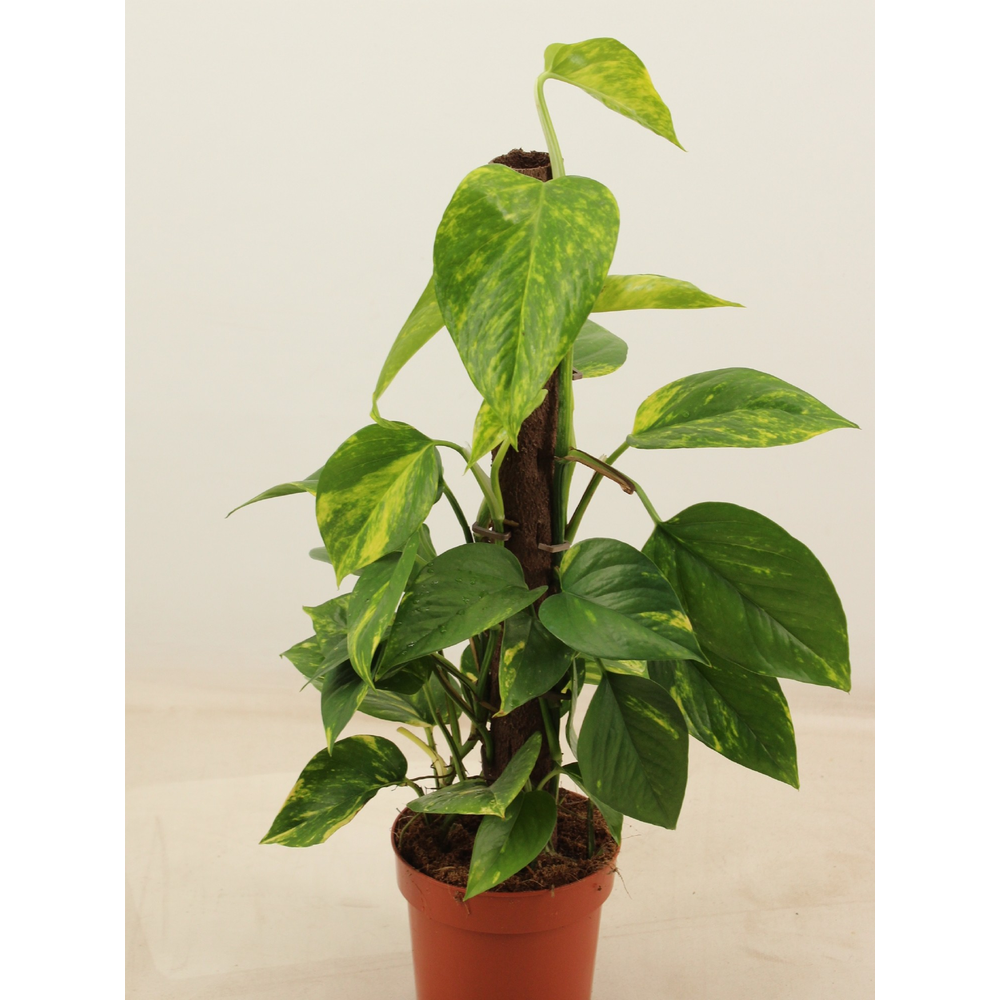 Epipremnum aureum 50cm Kratiste klimstok.