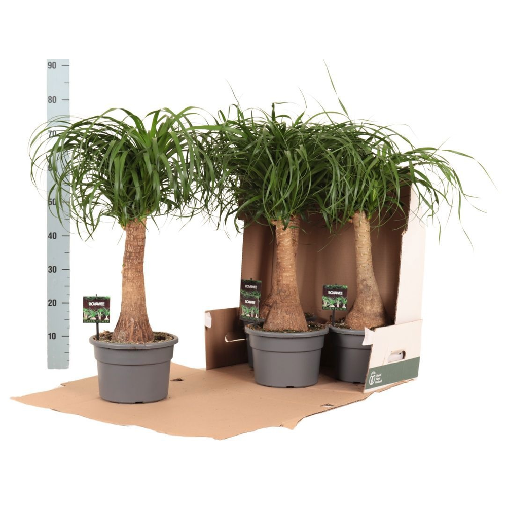 Beaucarnea rec. rechte stam in fust 352.