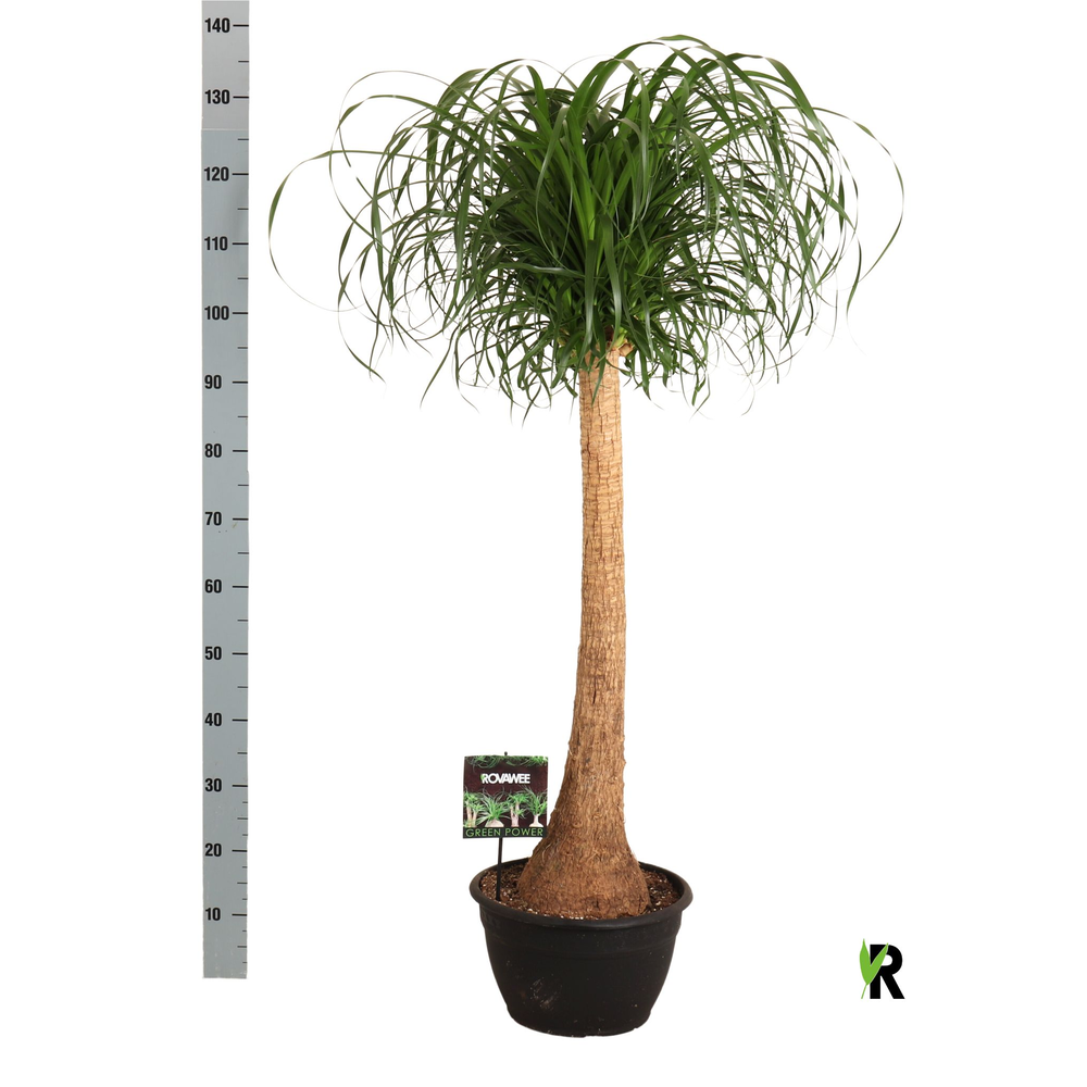 Beaucarnea rec. rechte stam.