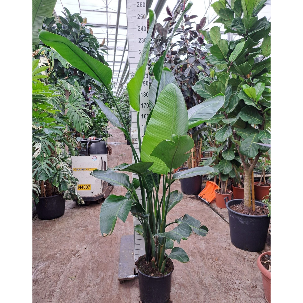 Strelitzia Nicolai toef 250.