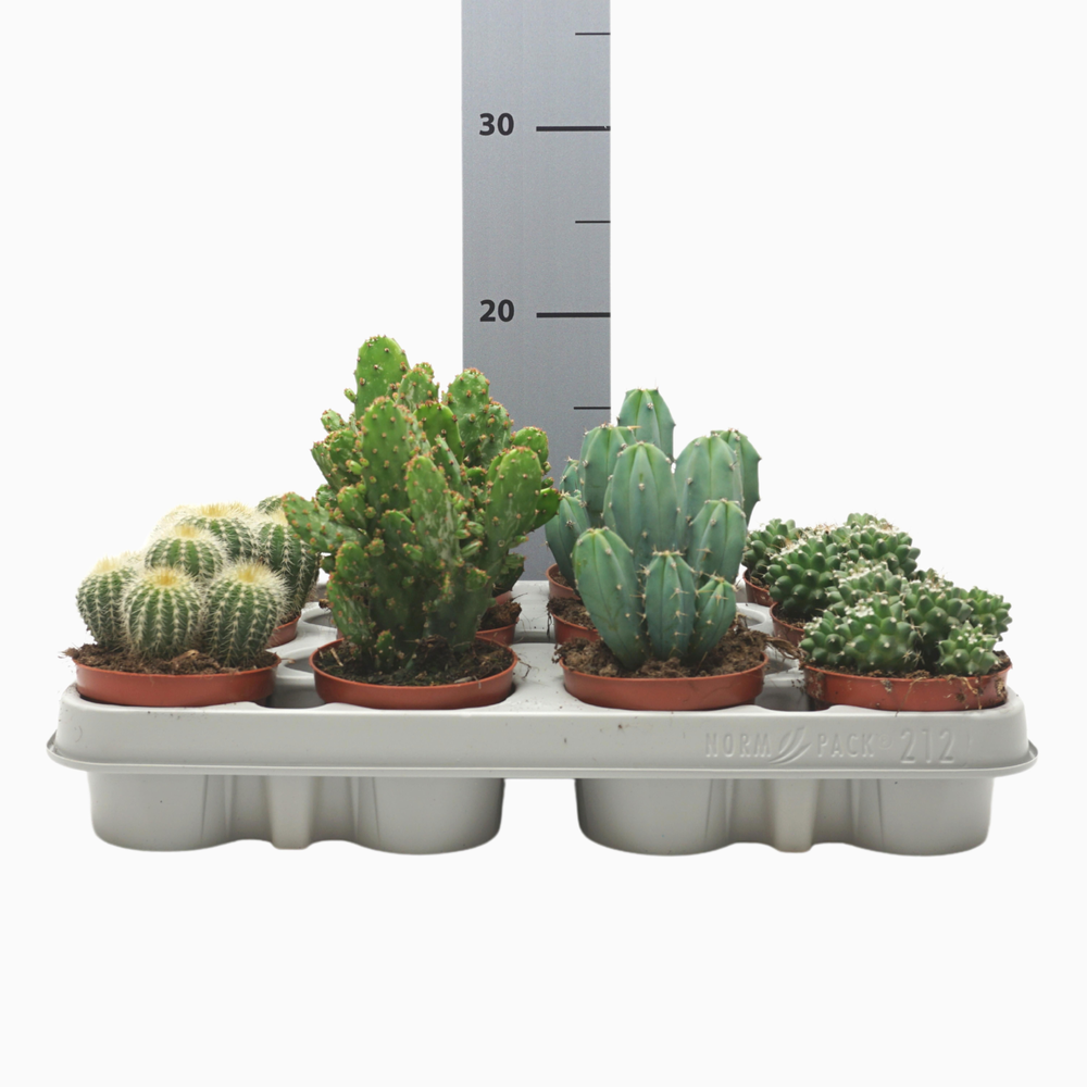 Pd mix Cactus 8,5 cm.