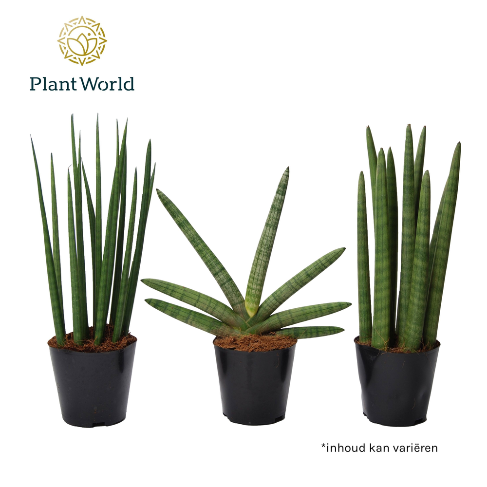 Sansevieria mix: Mikado-Skyline-Spaghetti.