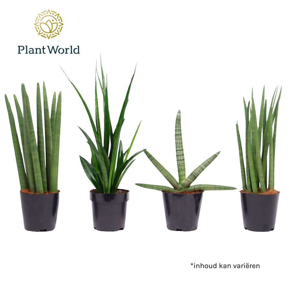 Sansevieria mix: Skyline-kirkii-Mikado-Spaghetti.