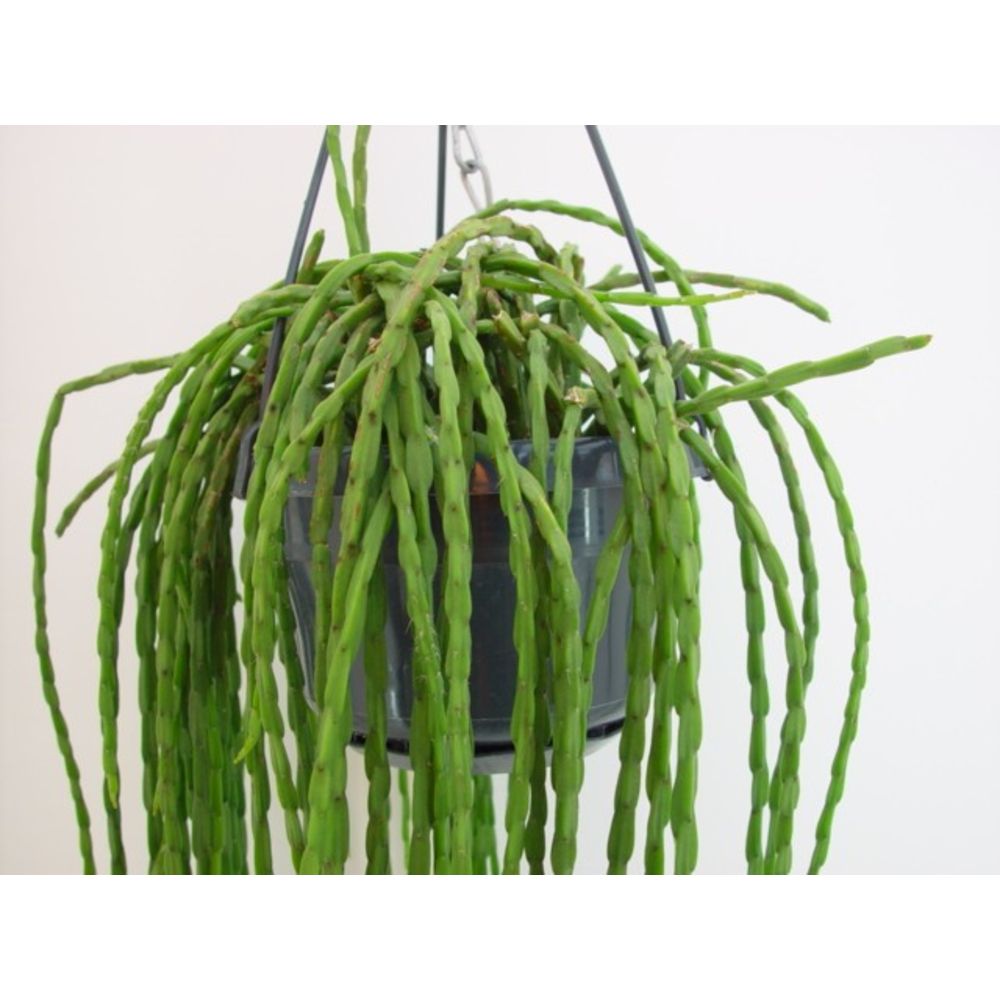 Rhipsalis paradoxa (fijn).