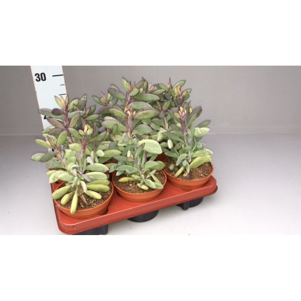 Senecio crassissimus.