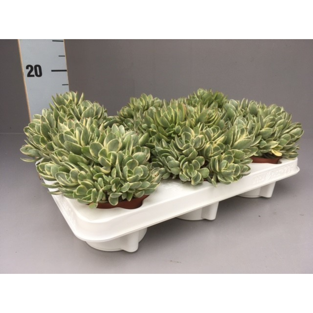 Crassula swaziensis variegata.