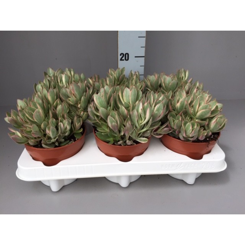 Crassula Swaziensis Variegata.