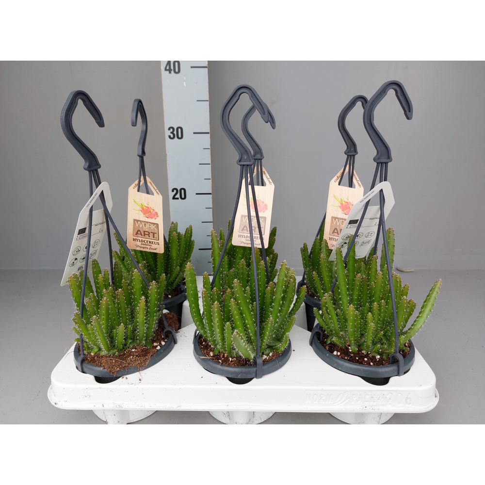 Hylocereus undatus hangplant.