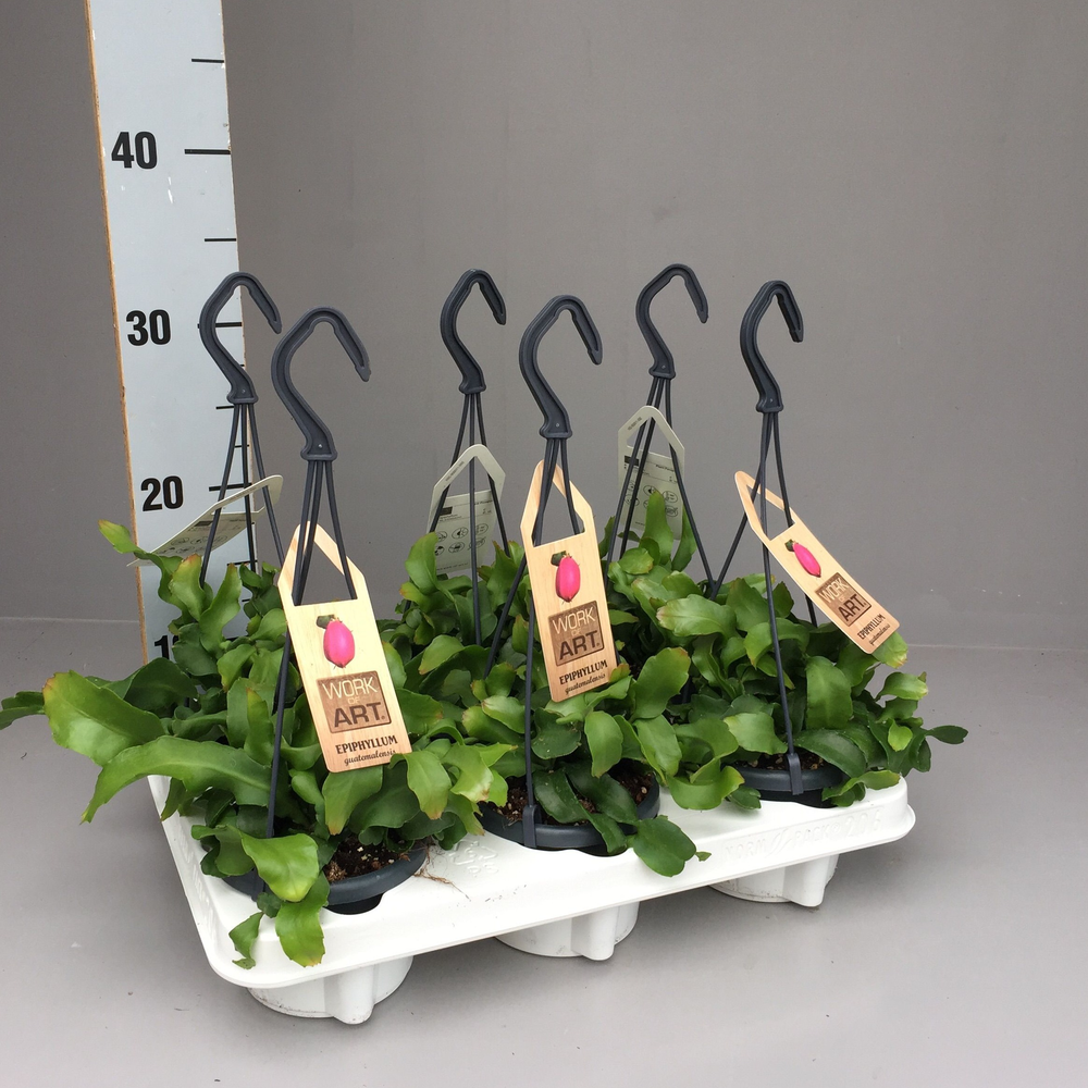 Epiphyllum Guatamalensis hangpot 11 cm.