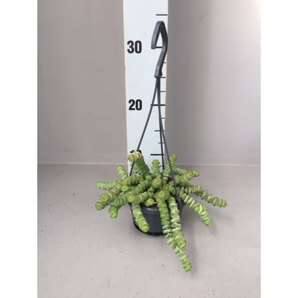 Crassula hottentot hang 11.