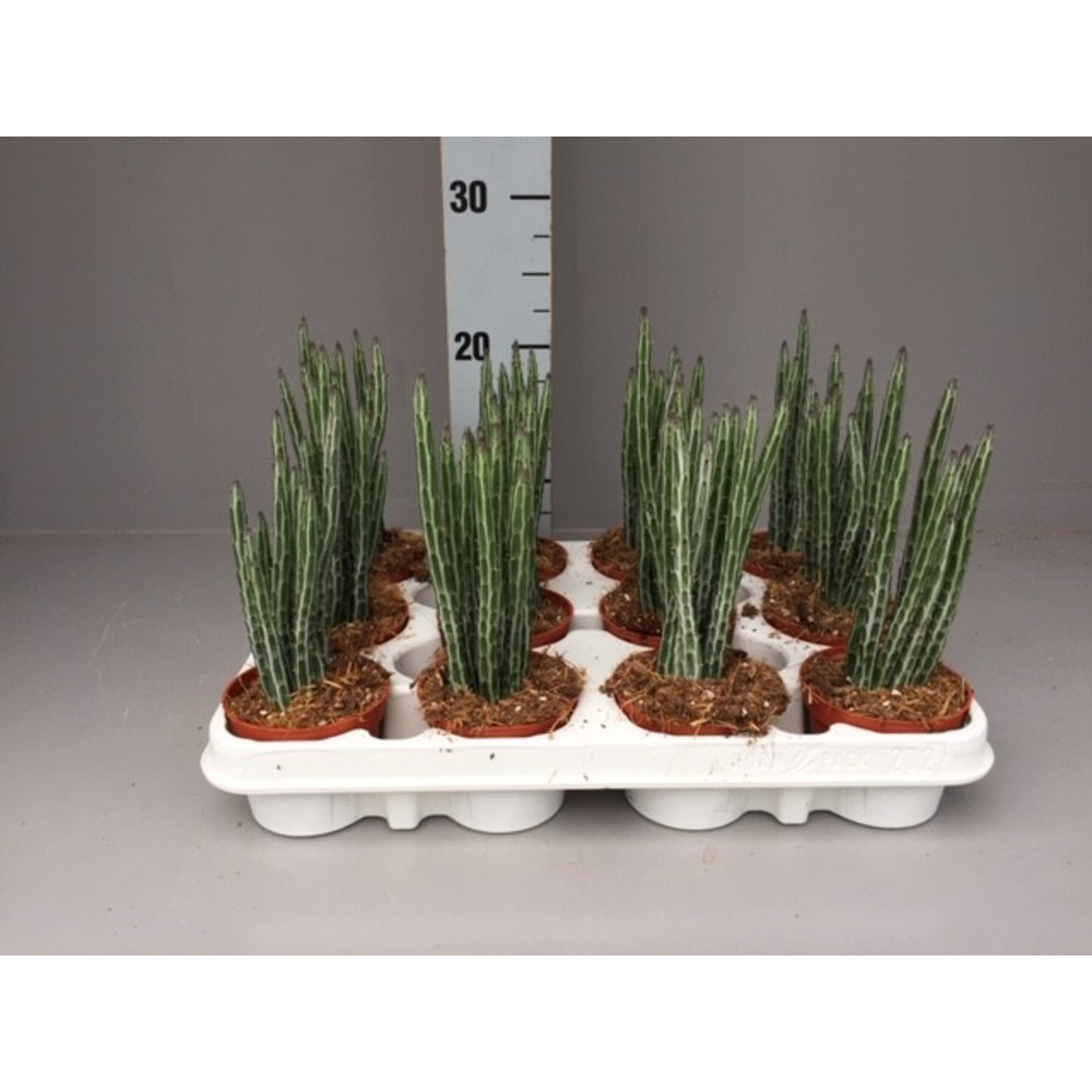 Senecio stapeliformis.