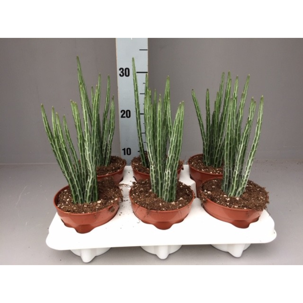 Senecio stapeliformis.