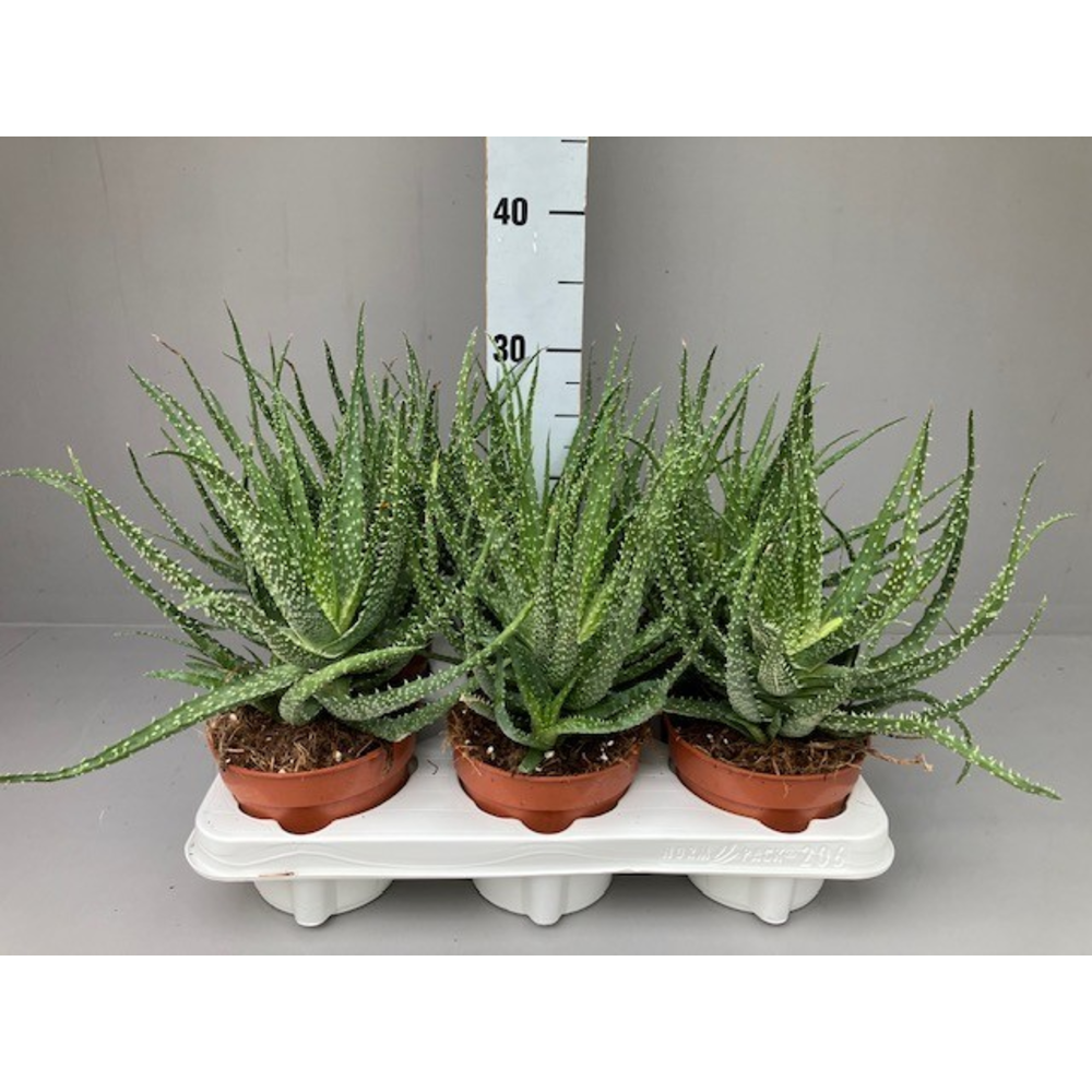 Aloe humilis.