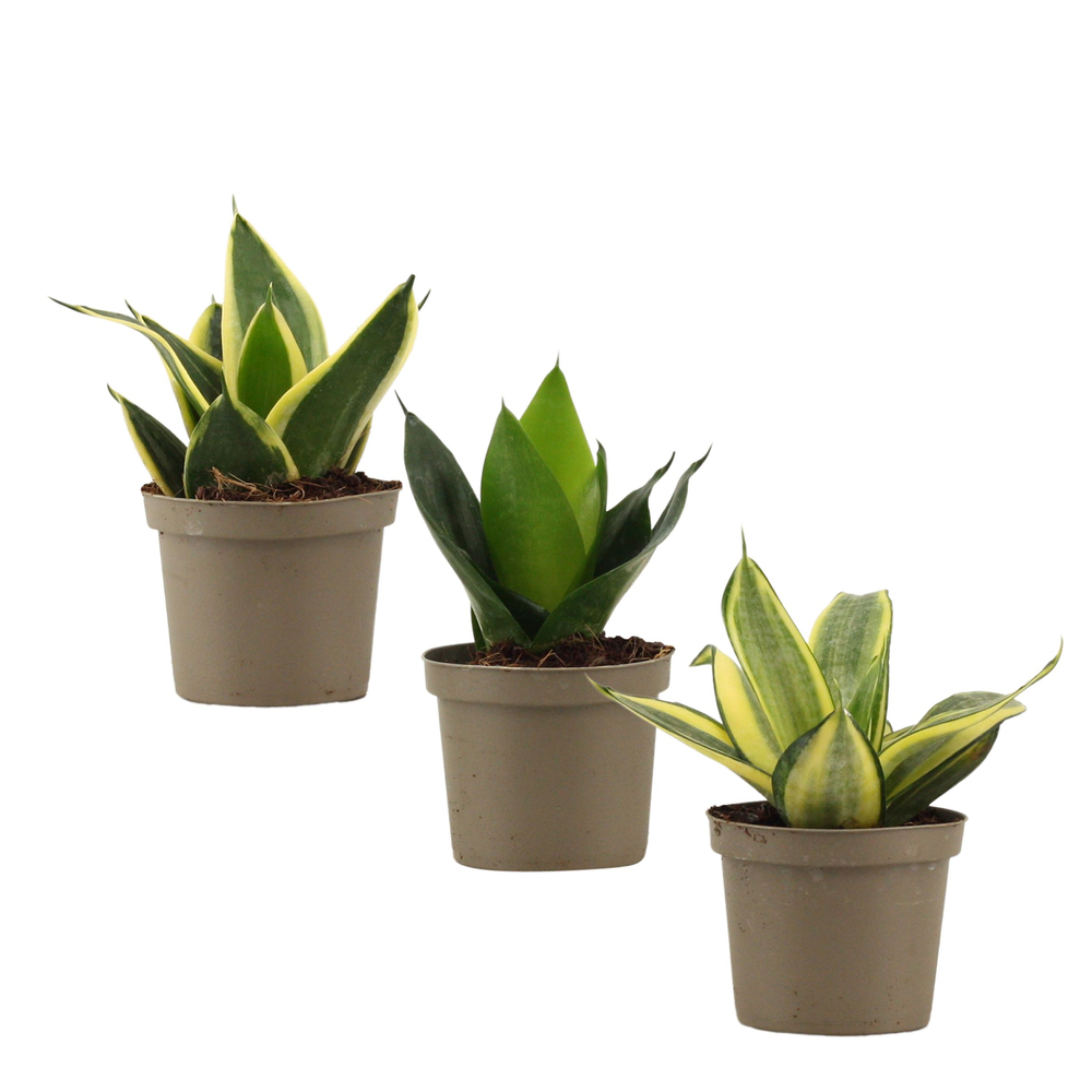 Sansevieria Hahnii 9 cm mix.