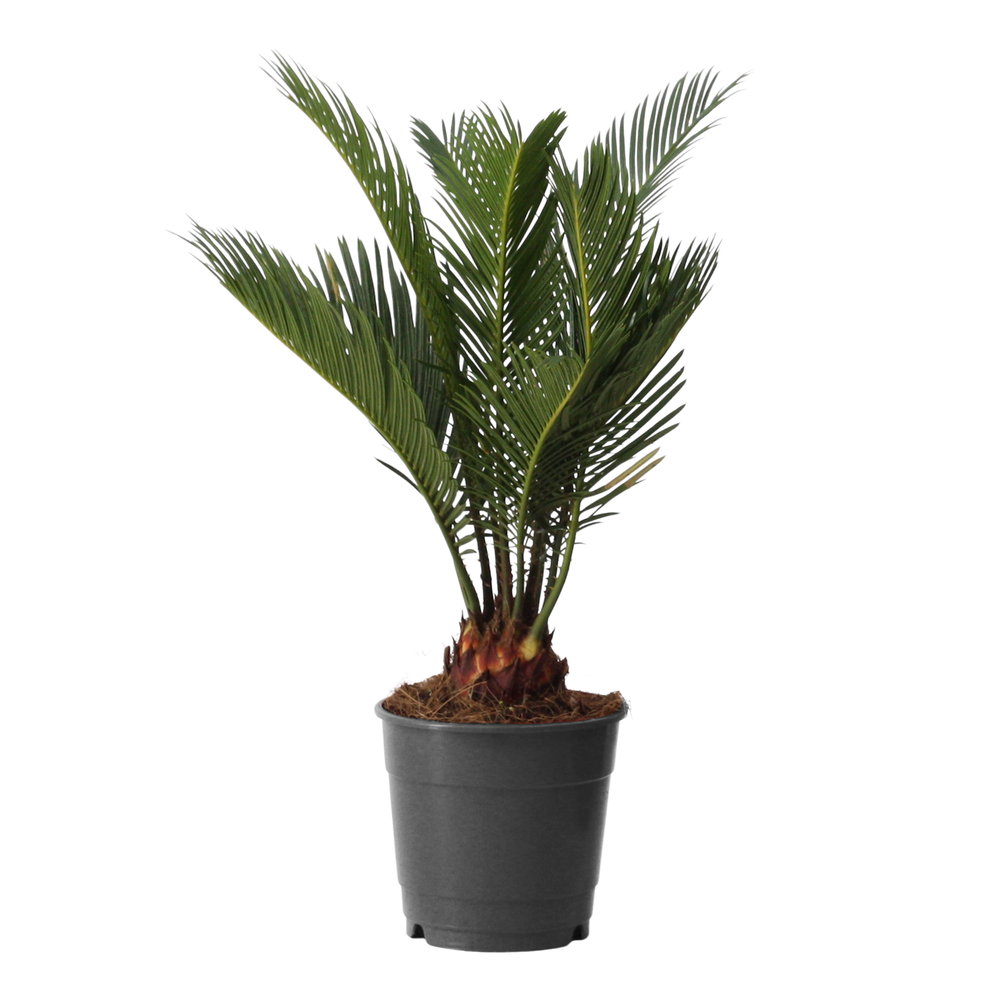Cycas revoluta 12 cm, 6+ veren.