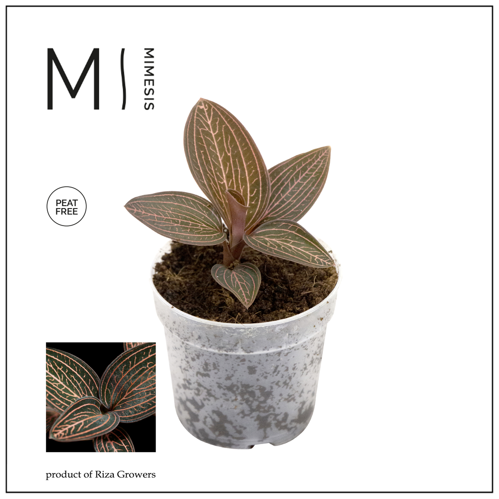 Mimesis Jewel Orchid KARMA Ludisia Ruby - 7cm.