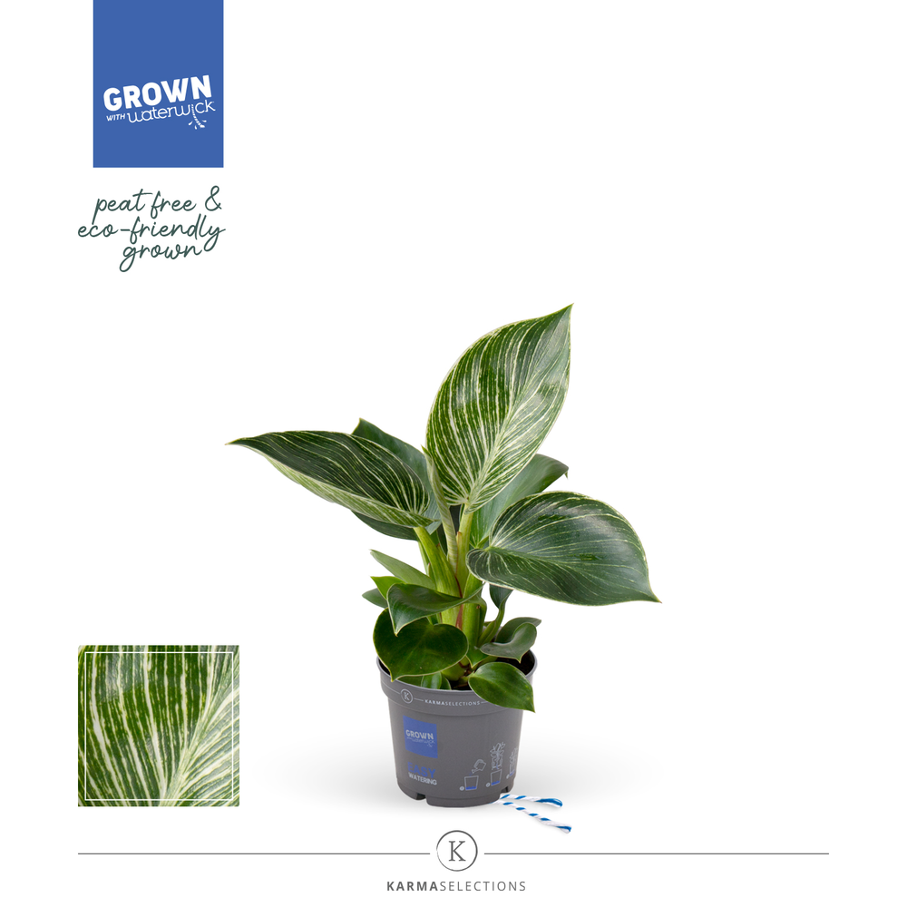 Philodendron - KARMA White Stripe | Veenvrij | 9cm.