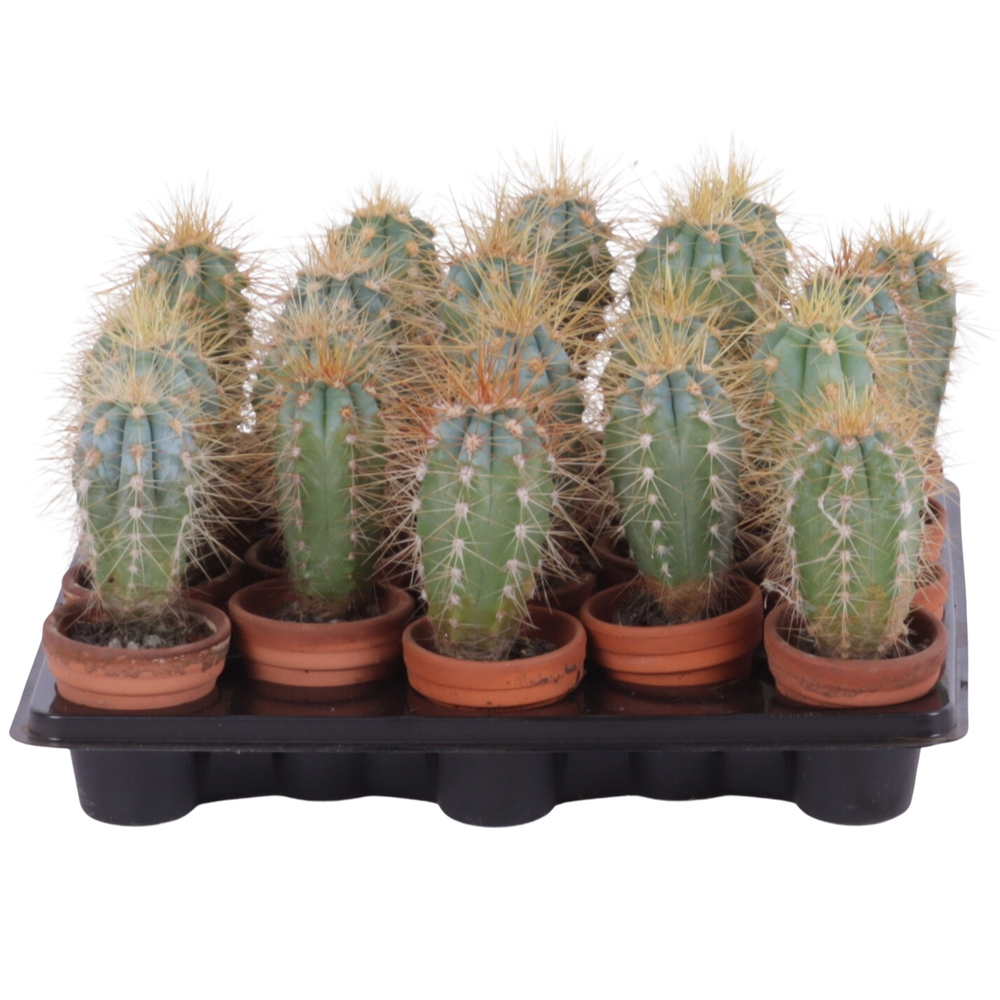 Pilocereus azureus 3,5 cm.