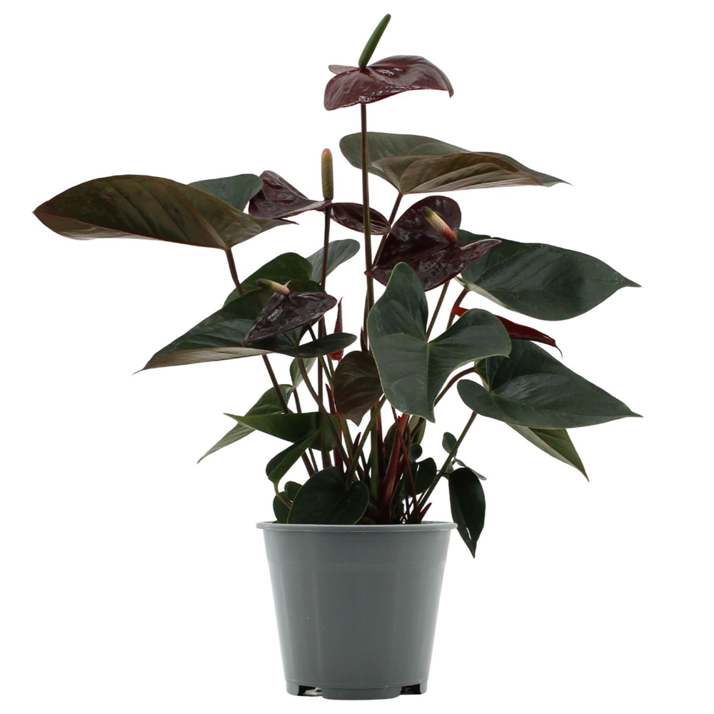 Anthurium Black Love in transparant sleeve.