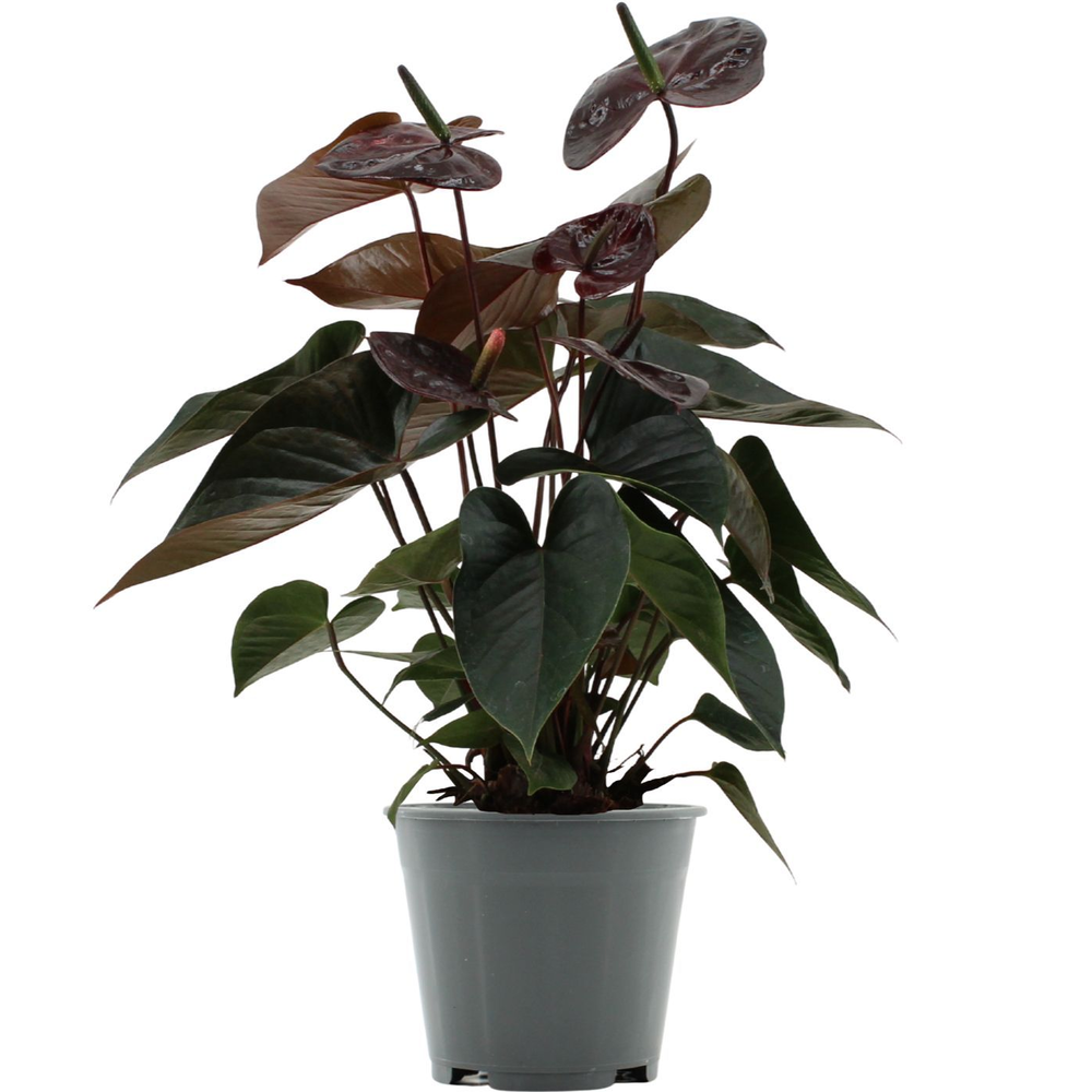 Anthurium Black Love in transparant sleeve.