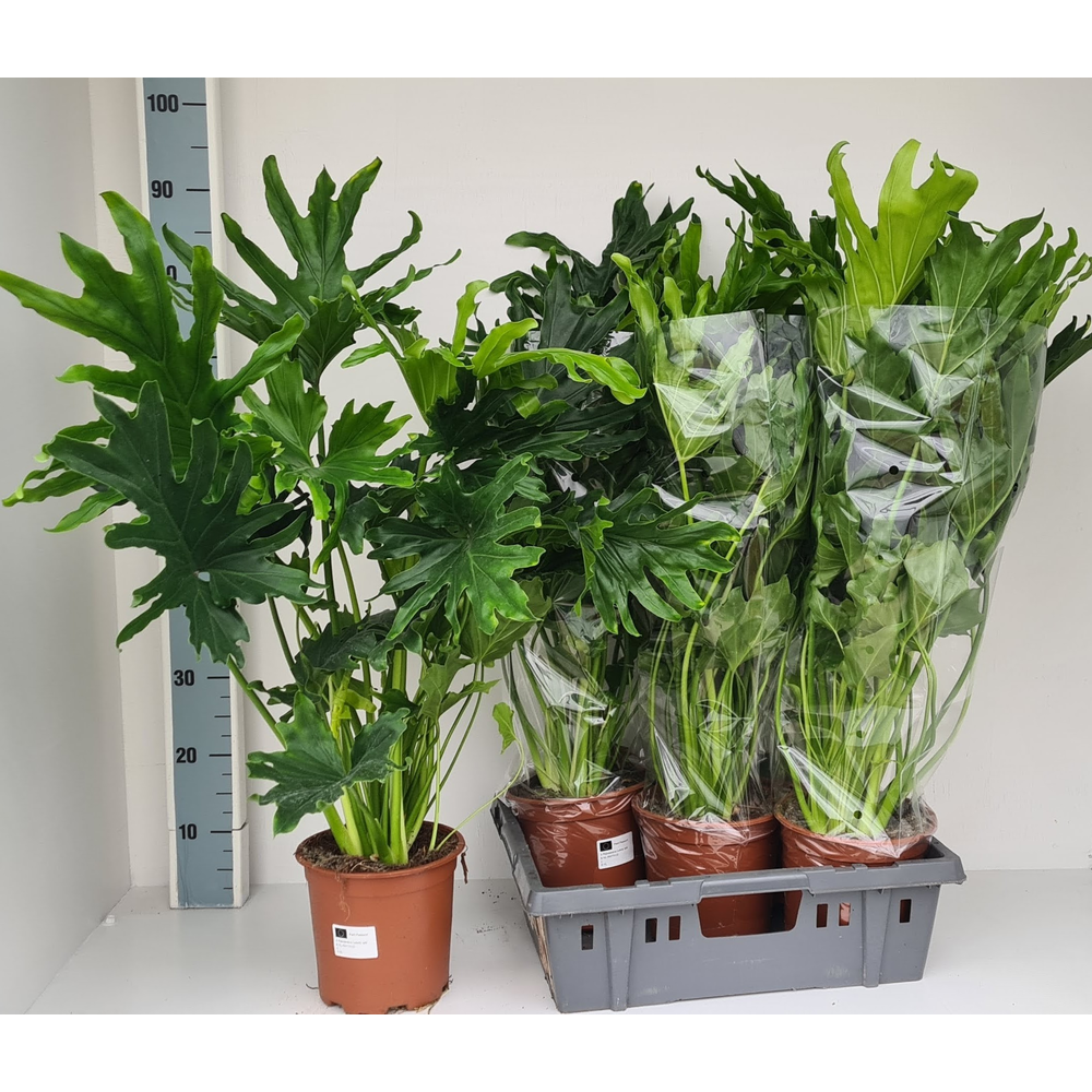 Philodendron Lickety split.