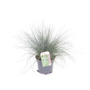 Festuca glauca Elijah Blue.