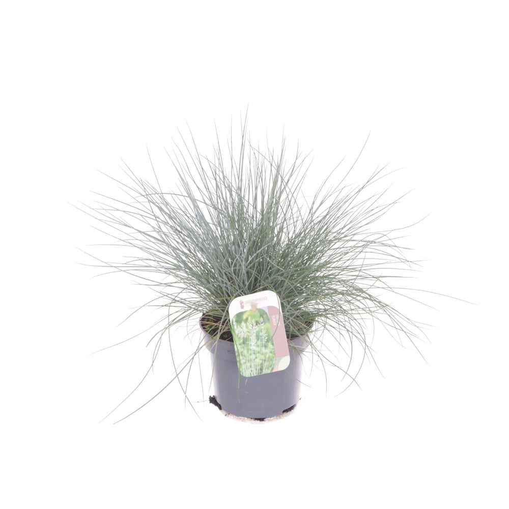 Festuca glauca Elijah Blue.