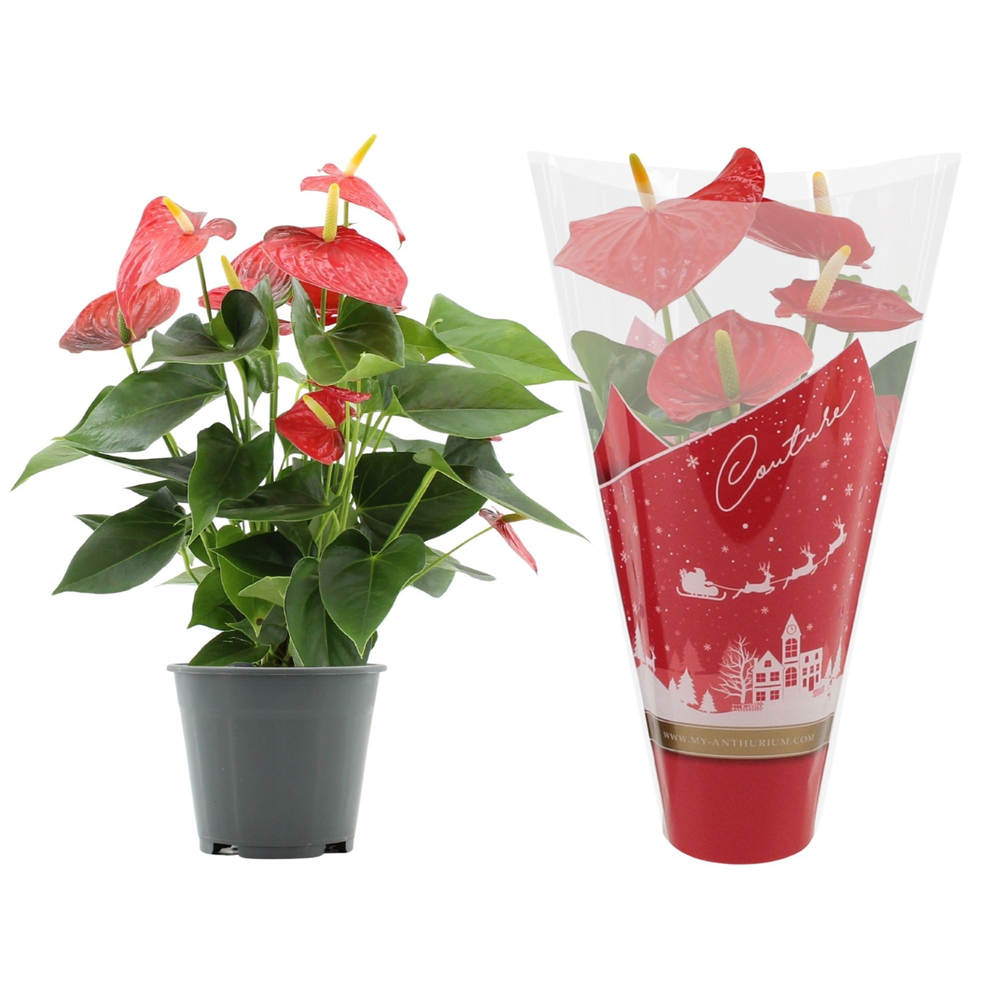 Anthurium Esudo in Couture Christmas sleeve.