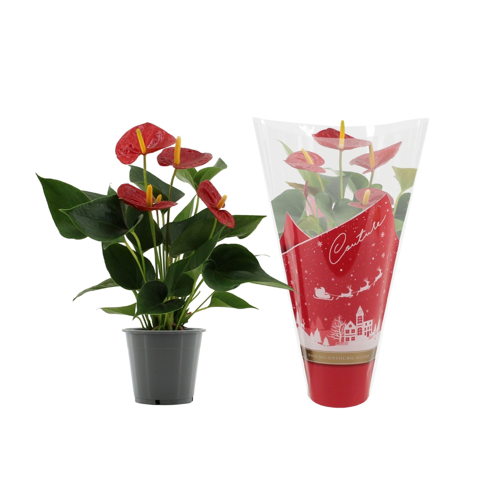 Anthurium Success Red in Couture Christmas sleeve.