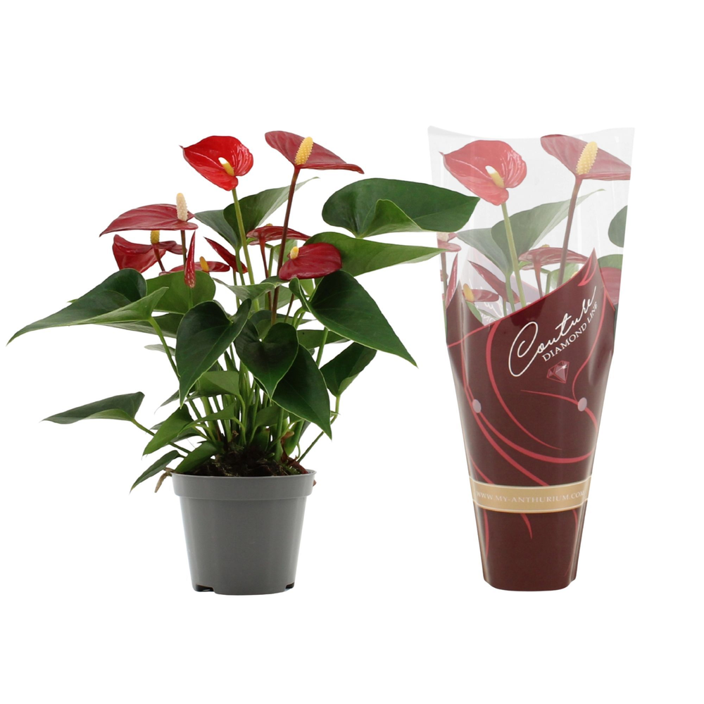 Anthurium Micra in Couture Diamond sleeve.