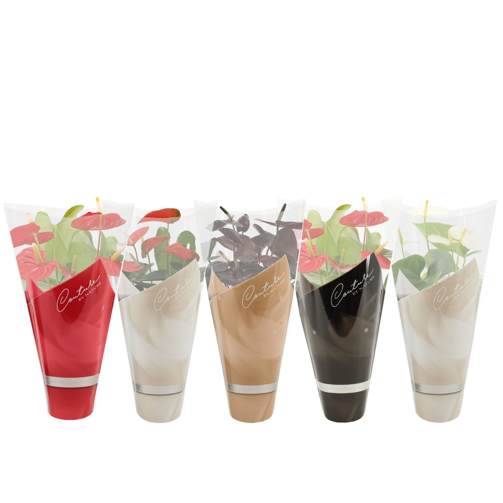 Anthurium 4 color mix in Couture winter sleeve.