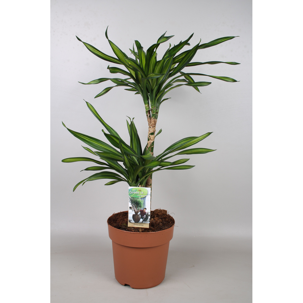 Dracaena Riki 45-15.