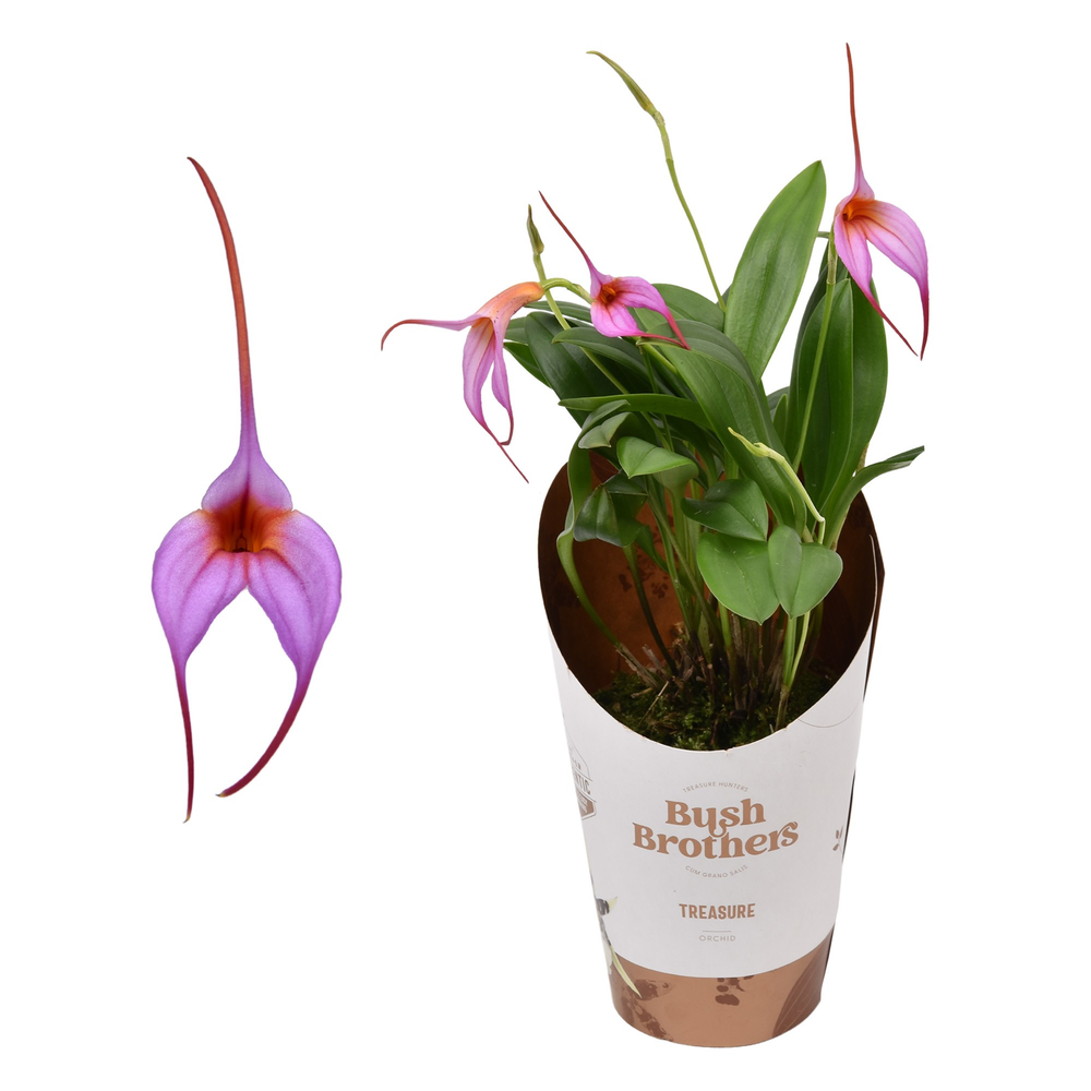 Masdevallia paars 9 cm.